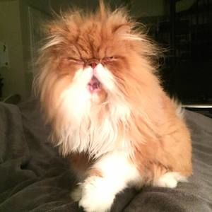 Meet your Posher, Dan